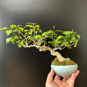  bonsai [ purple type part ]