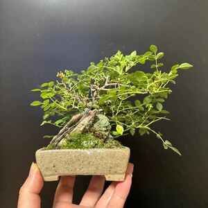  Mini stone attaching bonsai [ rose ]