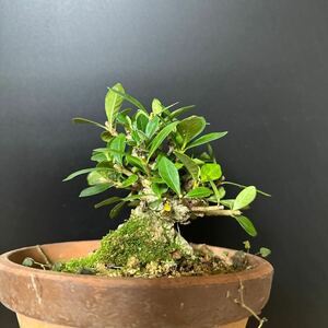  material bonsai [ gardenia ]⑤