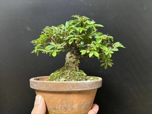  mini bonsai [nirekeyaki]