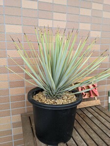 [ rare ][ large stock ] yucca ligidaYucca Rigida Driger ten lock garden 