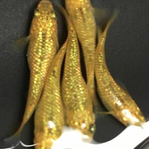 稚魚5匹【レクリス】舞めだか様血統☆メダカの花☆ NO.1 同封発送不可の画像1