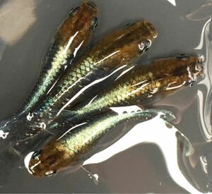 稚魚10匹【レッドクリフダークタイプ】☆メダカの花☆　NO.1　同封発送不可