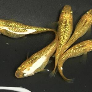 稚魚5匹【レクリス】舞めだか様血統☆メダカの花☆ NO.1 同封発送不可の画像2