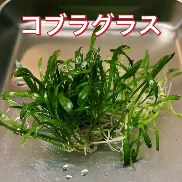 水草　コブラグラス　送料無料