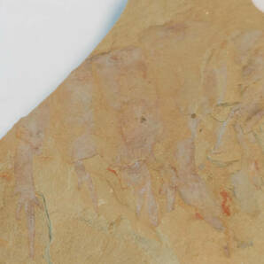 【化石】アノマロカリスの前部付属肢の部分化石【澄江動物群】No.2の画像2