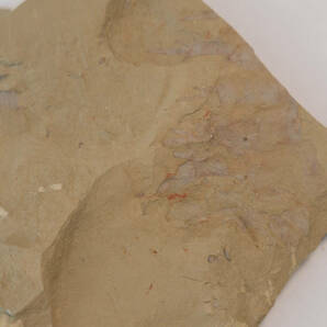 【化石】アノマロカリスの前部付属肢の部分化石【澄江動物群】No.2の画像7
