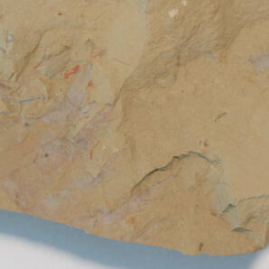 【化石】アノマロカリスの前部付属肢の部分化石【澄江動物群】No.2の画像5