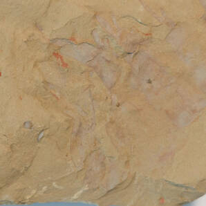 【化石】アノマロカリスの前部付属肢の部分化石【澄江動物群】No.2の画像6