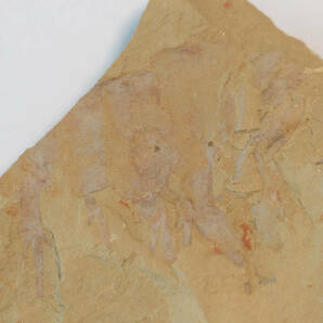 【化石】アノマロカリスの前部付属肢の部分化石【澄江動物群】No.2の画像1