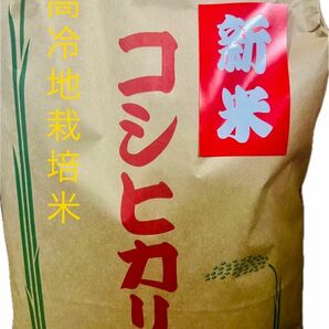 新米　1等米　コシヒカリ　10キロ　島根県　農家直送　送料無料　米　こしひかり　10kg