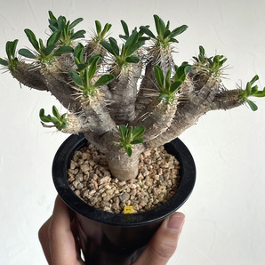 Euphorbia guillauminiana ユーフォルビア ギラウミニアナ / 良型・2023輸入 // コーデックス, 塊根植物, Caudexの画像2