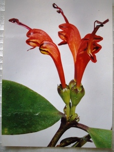 Aeschynanthus sp.（エスキナンサス・品種名不詳・タイ最北部産）