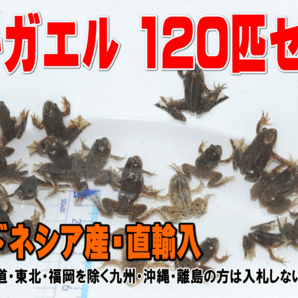 ウキガエル 120匹セット★全長2.5-3cm前後・インドネシア産・たくさんの在庫の中から数えてお届け・適格請求書発行可能【お届け地域制限有の画像1