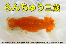 らんちゅう 三歳 その1★全長13cm前後・大阪産・適格請求書発行可能【お届け地域制限あり】100_画像1