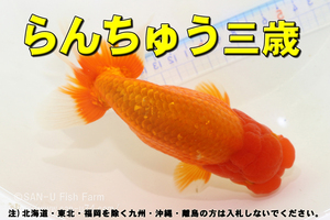 らんちゅう 三歳 その2★全長13cm前後・大阪産・適格請求書発行可能【お届け地域制限あり】100