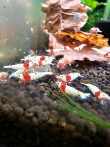 * Red Bee Shrimp 10 pcs 