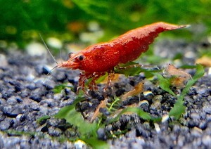 *[5/30 shipping limitation (pick up) ] red fire - shrimp 100 pcs [ ultimate fire .][10 pcs,20 pcs,30 pcs,50 pcs,100 pcs ]