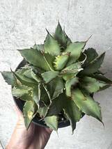 agave titanota filigree crested アガベ フィリグリー 群生 / ブラックアンドブルー BB Agave titanota ブルーボール_画像1