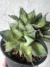 agave titanota filigree crested アガベ フィリグリー 群生 / ブラックアンドブルー BB Agave titanota ブルーボール_画像2