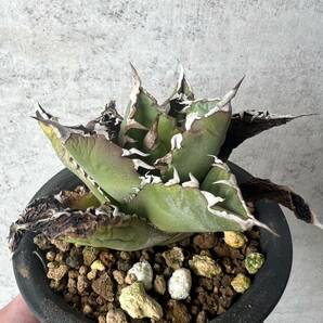 台湾輸入株 シーザー 凱旋 アガベ チタノタ CAESAR agave / ブラックアンドブルー BB Agave titanota ブルーボールの画像1