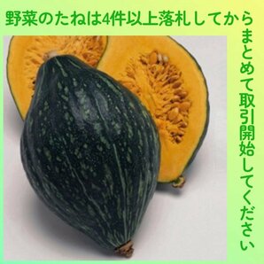 4件以上落札◆カボチャ種◆ロロンかぼちゃ 3粒◆F1ラグビーボール型南瓜の画像1