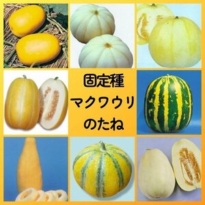 匿名配送無料◆固定種マクワウリ種8◆奈良一号まくわ菊メロンみずほニューメロン銀泉まくわタイガーメロンバナナまくわ南部金マクワ白梨瓜