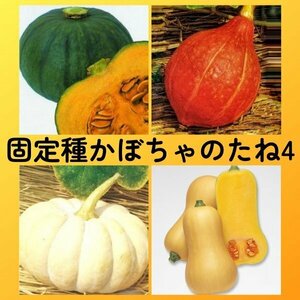 匿名配送無料◆固定種カボチャ種4◆東京南瓜+打木赤皮甘栗南瓜+白皮砂糖南瓜+バターナッツ