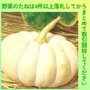 4件以上落札◆カボチャ種◆白皮砂糖南瓜3粒◆固定種かぼちゃ