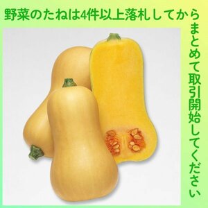 4件以上落札◆カボチャ種◆バターナッツ南瓜3粒◆固定種かぼちゃ