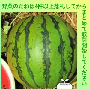 4件以上落札◆スイカ種◆新大和二号西瓜 3粒◆赤肉の中～大玉すいか◆固定種 新大和２号西瓜