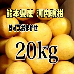 熊本県産 河内晩柑サイズおまかせ20kg