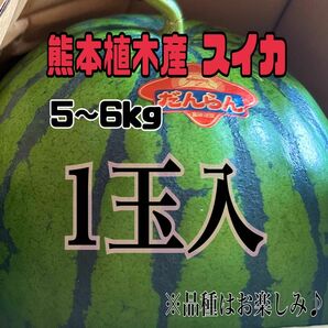 ☆初物☆熊本 植木産 春スイカ 1玉入 (1玉約5～6kg)