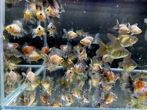 【さかり川観賞魚センター】　ローズテールオランダ　約3〜4.5cm 25匹セット＋α