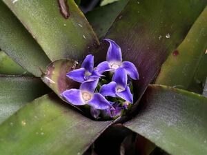 【 Neoregelia ampllacea 'Marian Oppenheimer' from Michael's Bromeliads 】★★ネオレゲリア・アンプラセア・マリアンオッペンハイマー