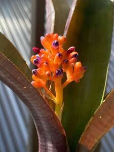 【 Aechmea farinosa var. conglomelata from Michael's Bromeliads 】★★レア苗★★エクメア・ファリノサ・コングロメラタ