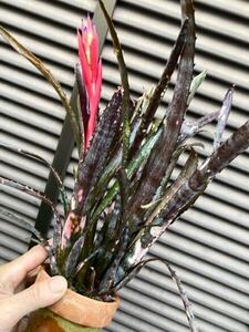 【 Billbergia 'Tinkerbell' from Michael's Bromeliads 】★★小型のDMハイブリッド / ビルベルギア・ティンカーベル