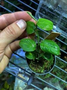 【 Philodendron sp. (Ecuador) 】★★脈が浮き出る極小型のフィロデンドロン不明種 / ビバリウム素材に