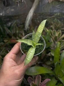 【 Cryptanthus 'Midori' (Lisa Vinzant) from Michael's Bromeliads 】★★クリプタンサス・ミドリ / ブロメリア