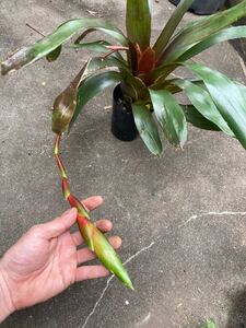 【 Vriesea simplex (rubra) from Michael's Bromeliads 】★花茎70cmオーバー★フリーセア・シムプレクス・ルブラ