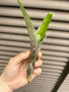 【 Neoregelia species Sao Sebastio SP (Sao Sebastiao, Sao Paulo, Brazil) TF6838 】★★★サンセバスチアン産の極美ネオレゲリア