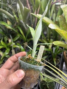 【 Billbergia cf. iridifolia (Itamaraju, Bahia Brazil ex. mauro) May 2016 】★★ビルベルギア・イリディフォリア参照種