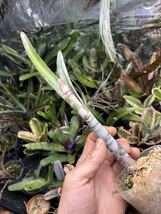 【 Billbergia fosteriana from Michael's Bromeliads 】★★ビルベルギア・フォステリアナ_画像4