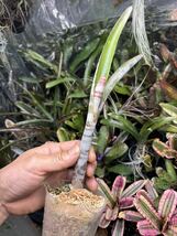 【 Billbergia fosteriana from Michael's Bromeliads 】★★ビルベルギア・フォステリアナ_画像3