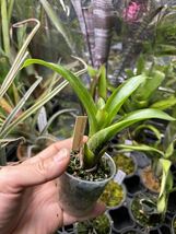 【 Vriesea vagans from Michael's Bromeliads 】★★フリーセア・ウァガンス_画像1