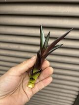 【 Vriesea sucrei from Michael's Bromeliads 】★★フリーセア・スクレイ_画像3