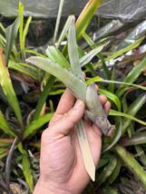 【 Billbergia kautskyana (Espirito Santo, Brazil) 】★★ビルベルギア・カウツキアナ_画像6