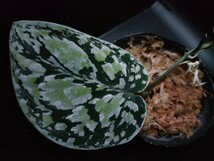 スキンダプサス　トリカラー　ダークフォーム　Scindapsus Tricolor Darkform　熱帯植物　_画像1