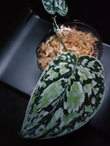 スキンダプサス　トリカラー　ダークフォーム　Scindapsus Tricolor Darkform　熱帯植物　_画像5