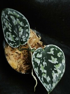 スキンダプサス　トリカラー　ダークフォーム　Scindapsus Tricolor Darkform　熱帯植物　